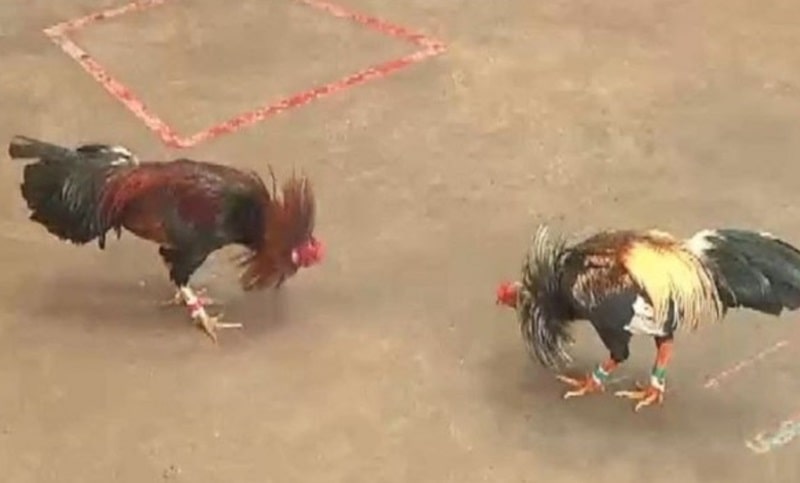 Hãy quan sát kỹ chân gà để đánh giá tốt xấu
